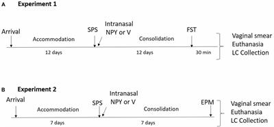 Single Prolonged Stress as a Prospective Model for Posttraumatic Stress Disorder in Females